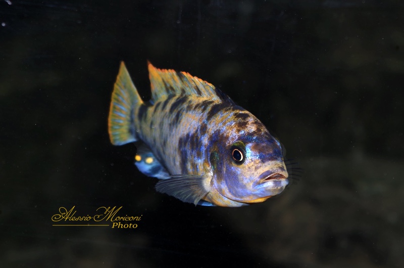 Maylandia fainzilberi 'Lundo Island'